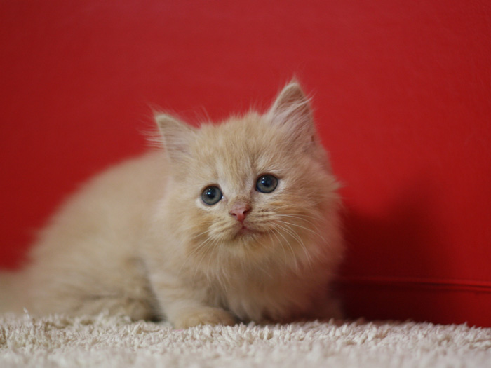 スコティッシュフォールドの子猫画像