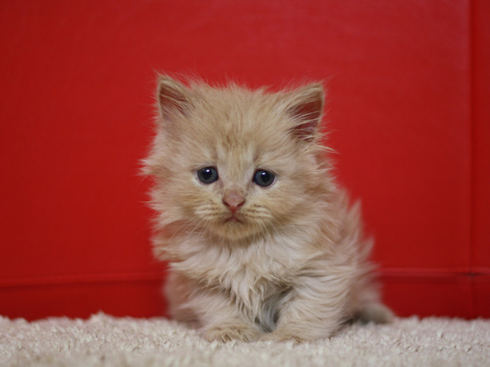 スコティッシュフォールドの子猫画像
