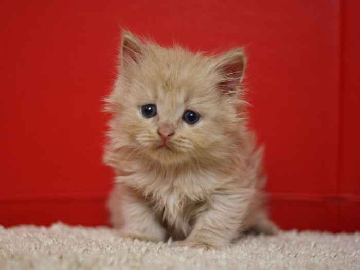 スコティッシュフォールドの子猫画像