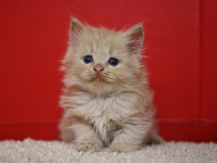 スコティッシュフォールドの子猫画像