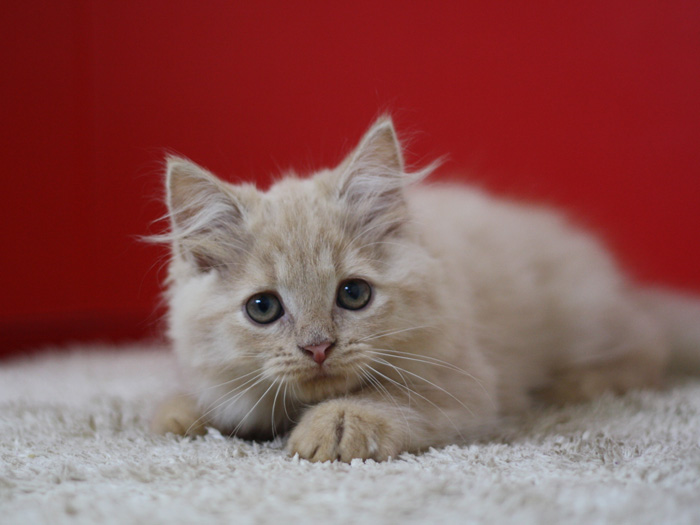 スコティッシュフォールドの子猫画像