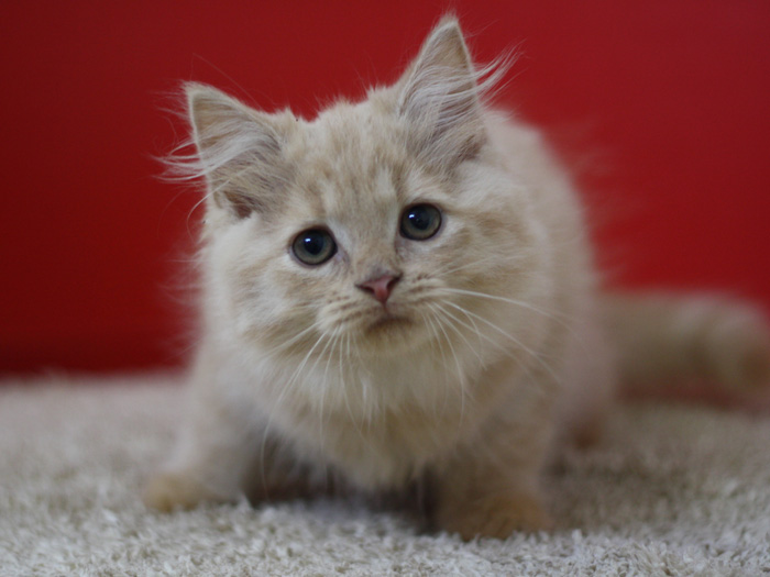 スコティッシュフォールドの子猫画像