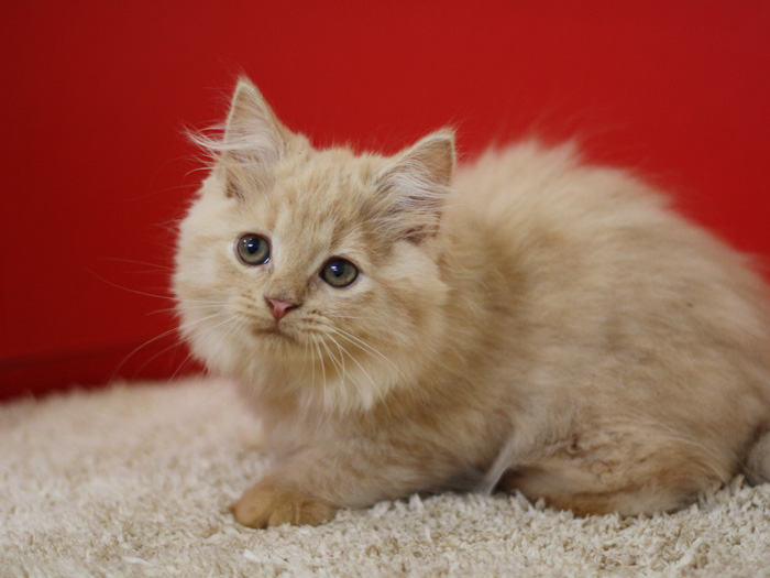 スコティッシュフォールドの子猫画像