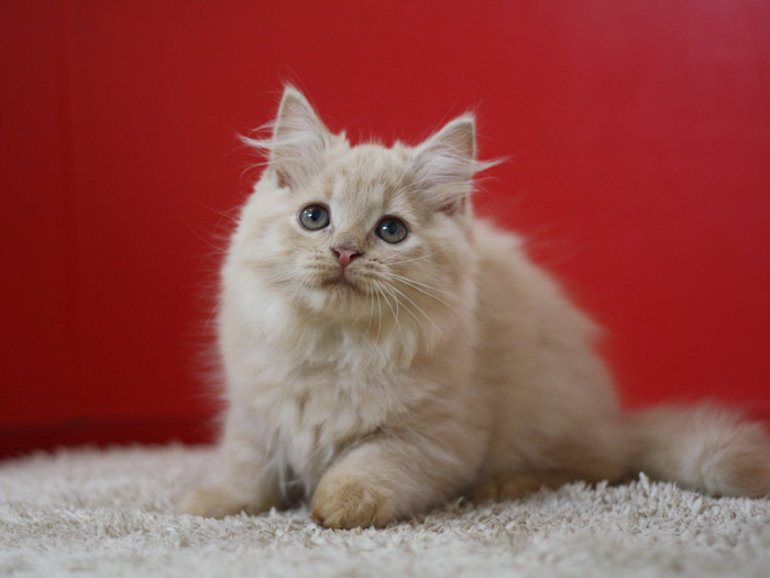 スコティッシュフォールドの子猫画像