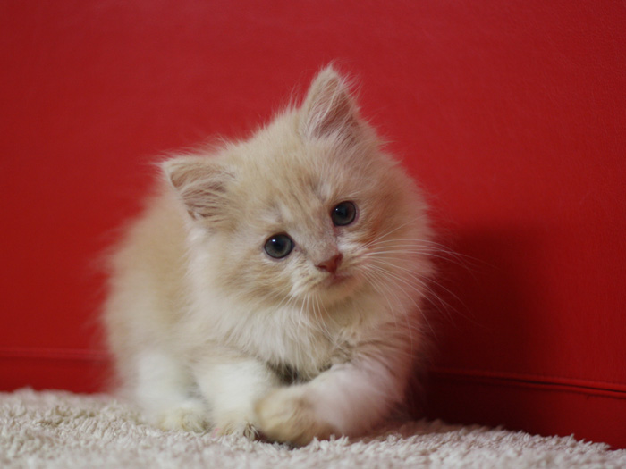 スコティッシュフォールドの子猫画像