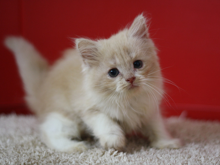 スコティッシュフォールドの子猫画像