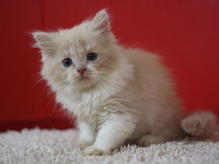 スコティッシュフォールドの子猫画像