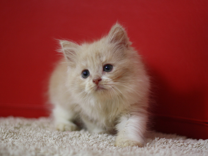 スコティッシュフォールドの子猫画像