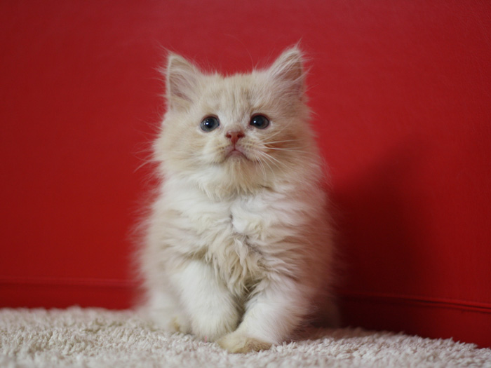 スコティッシュフォールドの子猫画像