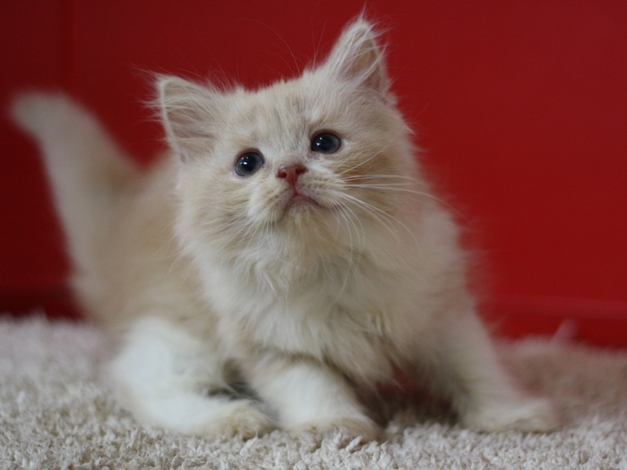 スコティッシュフォールドの子猫画像