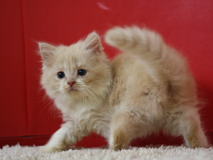 スコティッシュフォールドの子猫画像