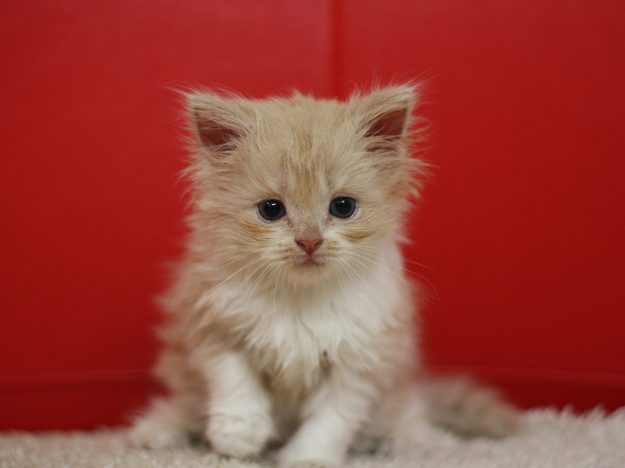 スコティッシュフォールドの子猫画像