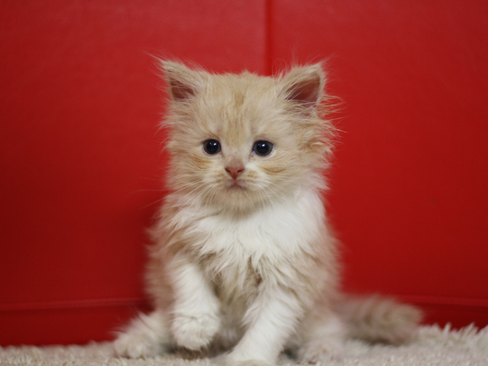 スコティッシュフォールドの子猫画像