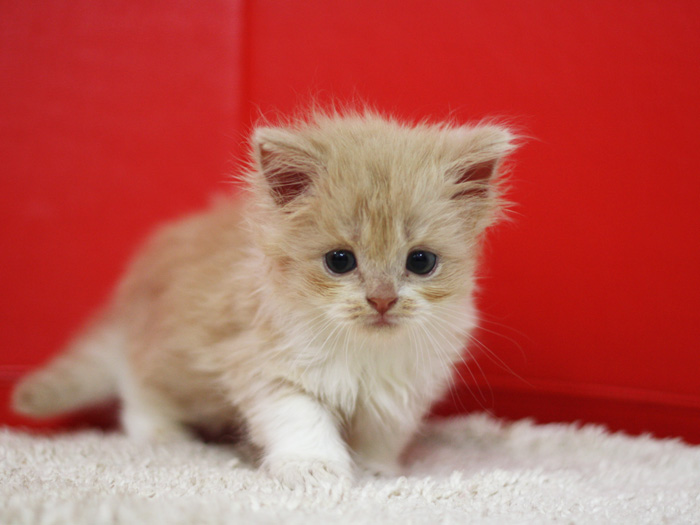 スコティッシュフォールドの子猫画像