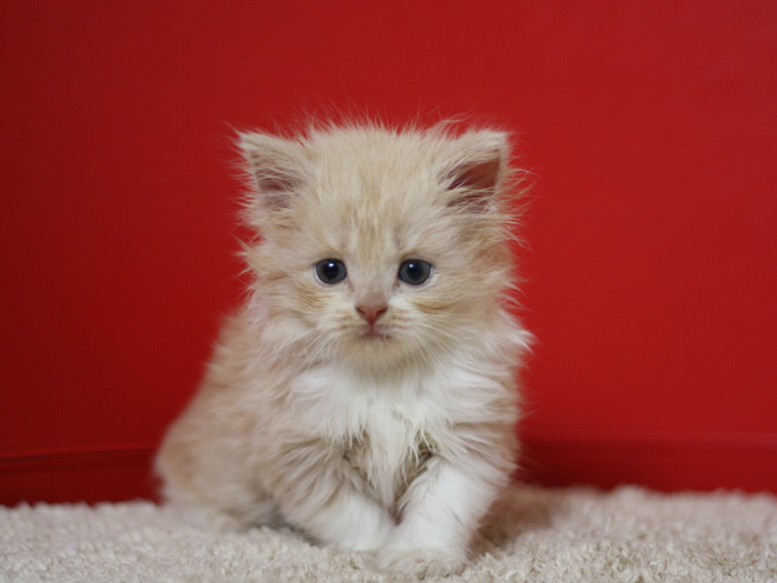 スコティッシュフォールドの子猫画像