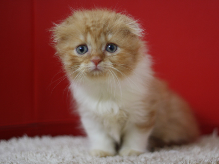スコティッシュフォールドの子猫画像