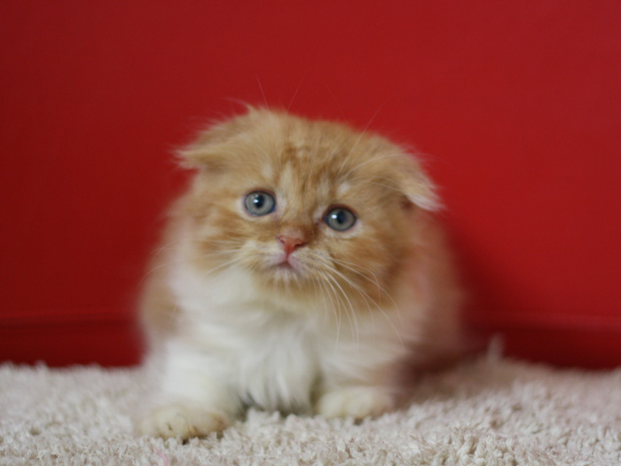 スコティッシュフォールドの子猫画像
