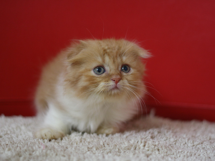 スコティッシュフォールドの子猫画像