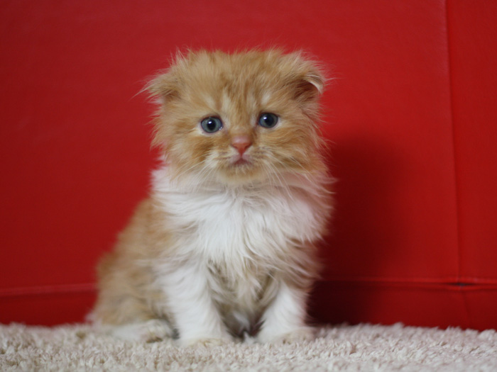 スコティッシュフォールドの子猫画像