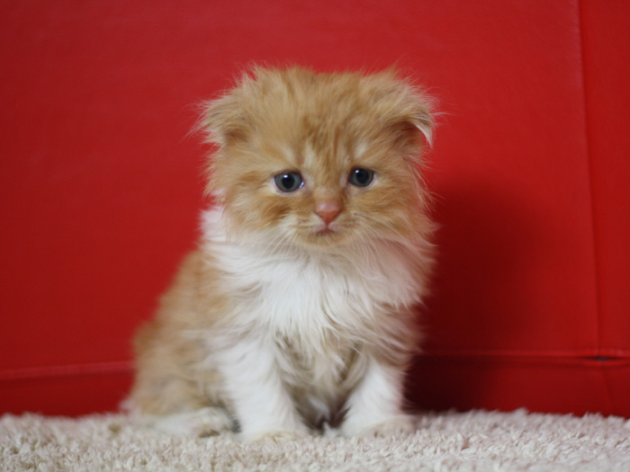 スコティッシュフォールドの子猫画像