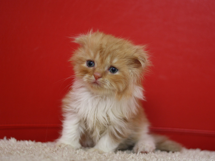 スコティッシュフォールドの子猫画像