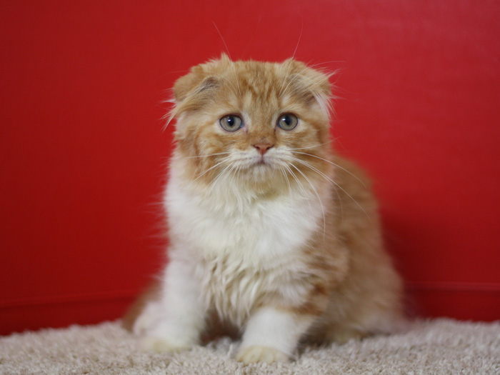 スコティッシュフォールドの子猫画像