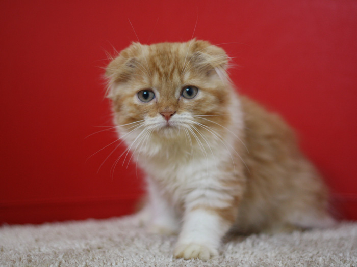 スコティッシュフォールドの子猫画像