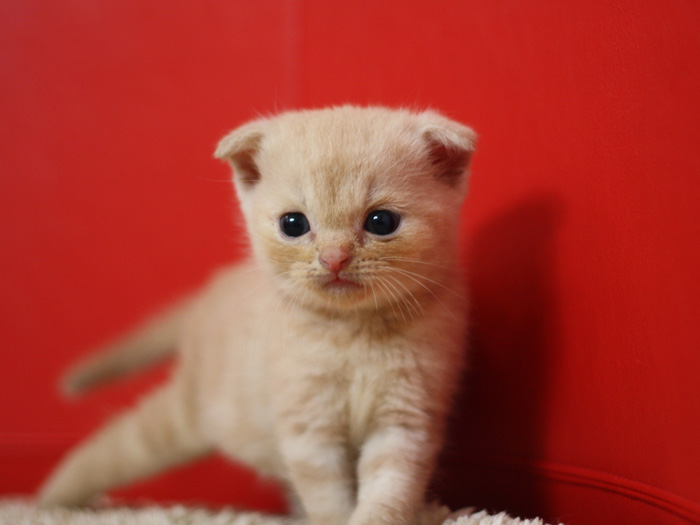 スコティッシュフォールドの子猫画像