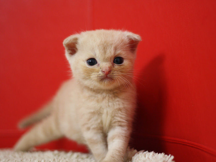 スコティッシュフォールドの子猫画像