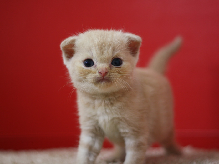 スコティッシュフォールドの子猫画像