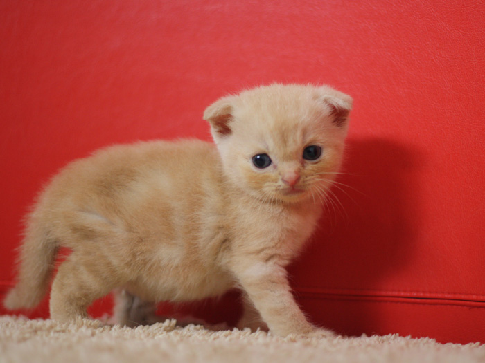 スコティッシュフォールドの子猫画像