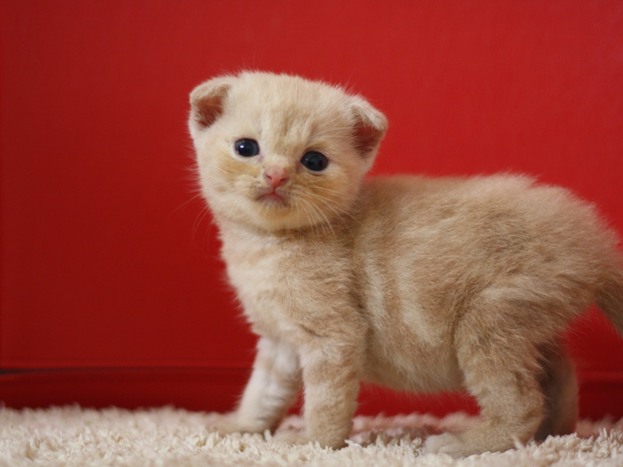 スコティッシュフォールドの子猫画像
