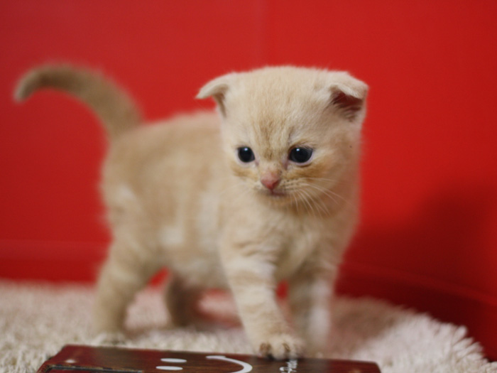スコティッシュフォールドの子猫画像
