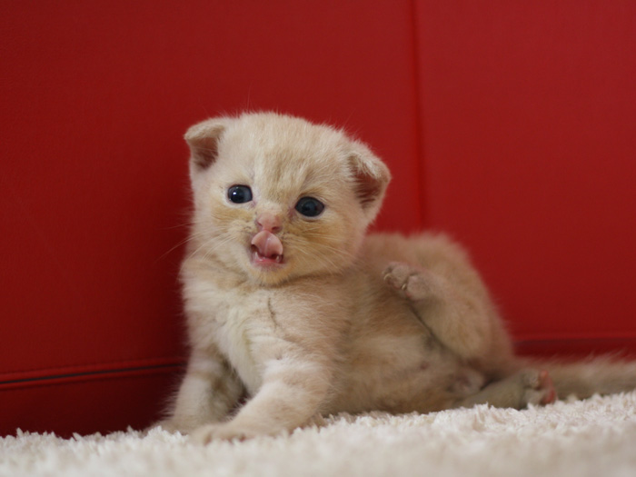 スコティッシュフォールドの子猫画像