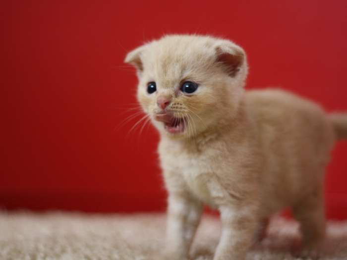 スコティッシュフォールドの子猫画像