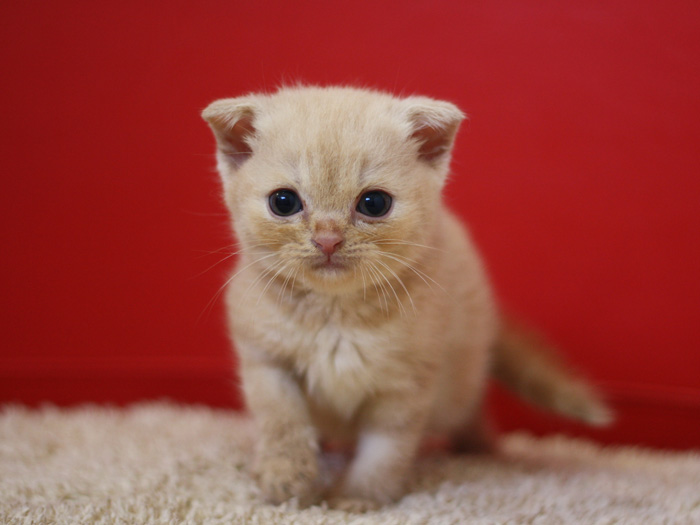 スコティッシュフォールドの子猫画像