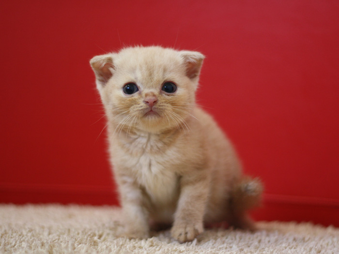 スコティッシュフォールドの子猫画像
