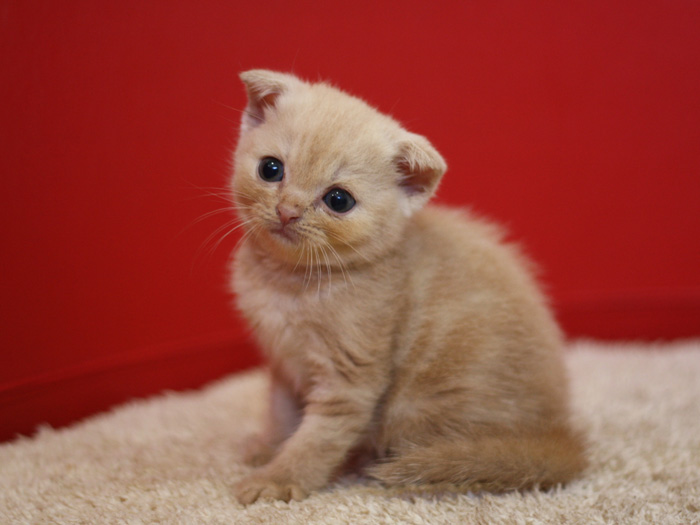 スコティッシュフォールドの子猫画像