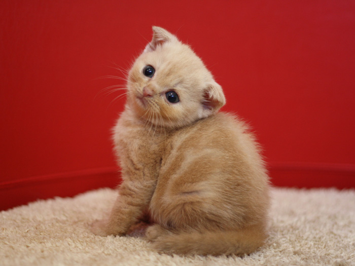スコティッシュフォールドの子猫画像