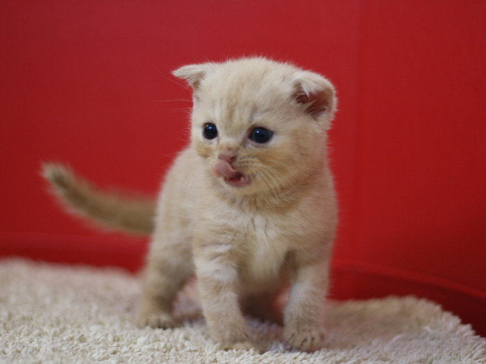 スコティッシュフォールドの子猫画像