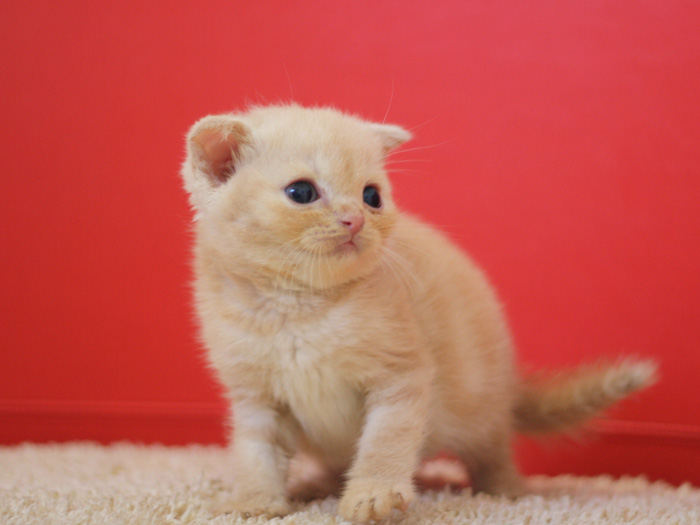 スコティッシュフォールドの子猫画像