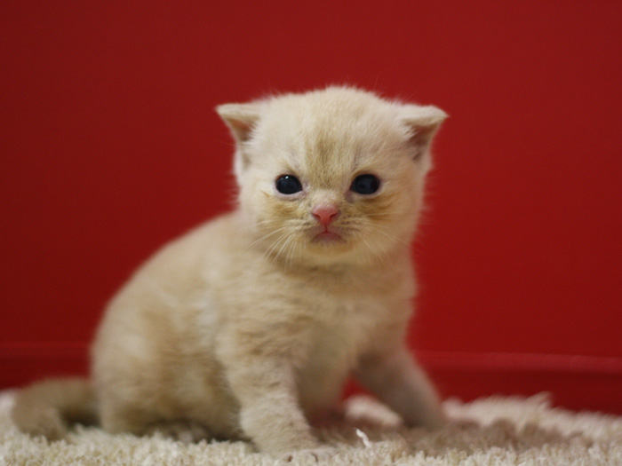 スコティッシュフォールドの子猫画像