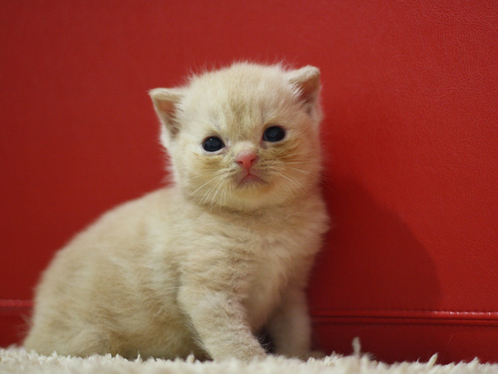 スコティッシュフォールドの子猫画像
