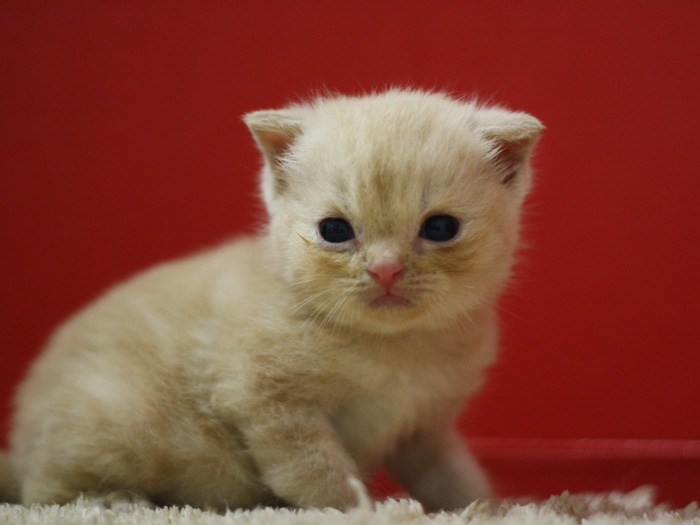スコティッシュフォールドの子猫画像