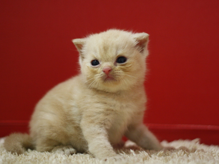 スコティッシュフォールドの子猫画像