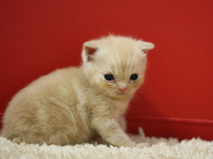 スコティッシュフォールドの子猫画像