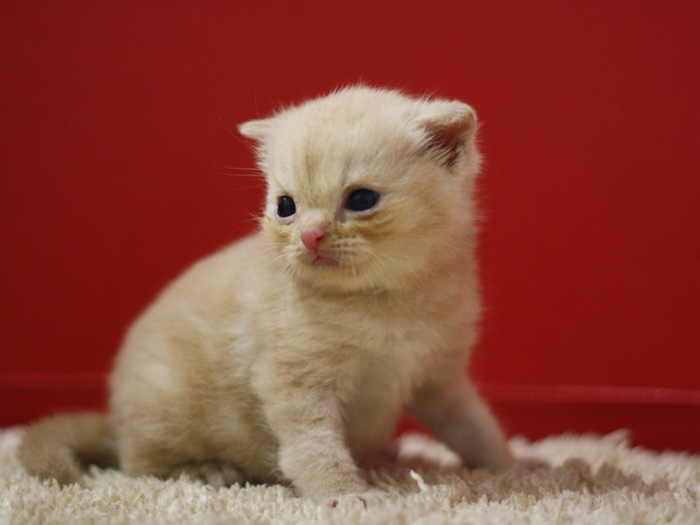 スコティッシュフォールドの子猫画像