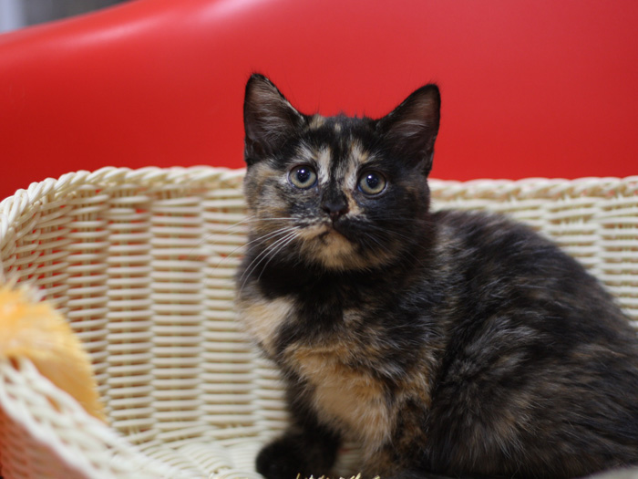 スコティッシュフォールドの子猫画像