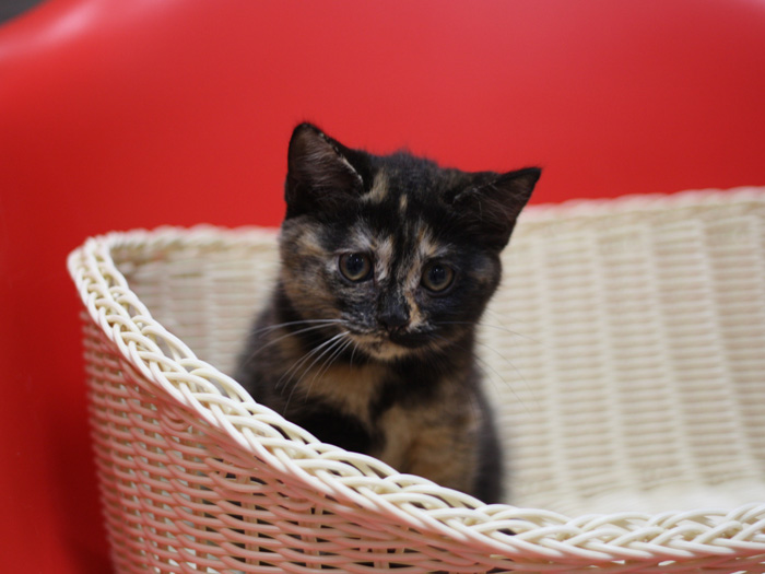 スコティッシュフォールドの子猫画像