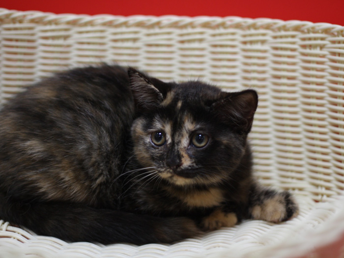 スコティッシュフォールドの子猫画像
